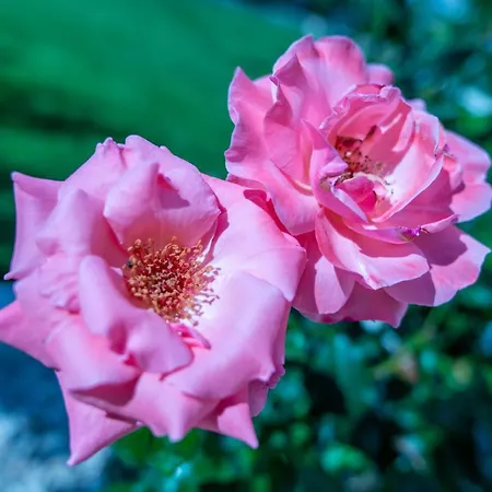 Monte Smith Luxury Garden With Parking Apartment