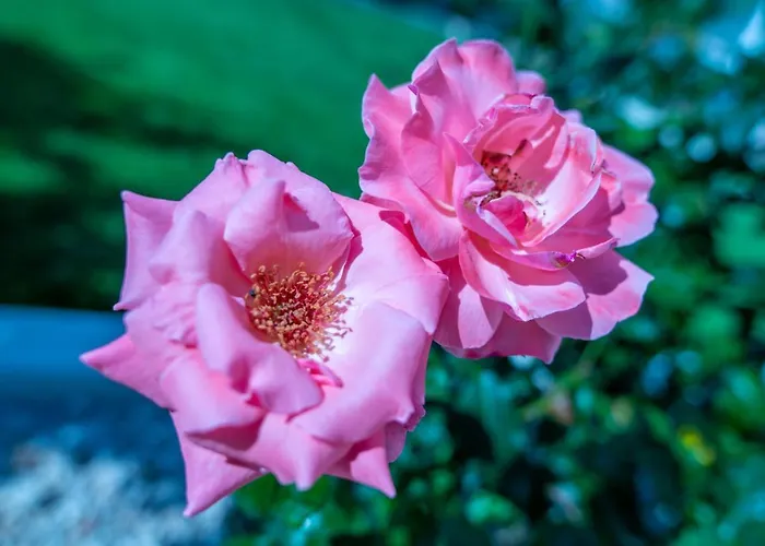 Monte Smith Luxury Garden With Parking Daire